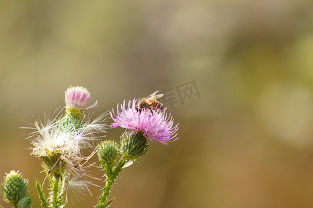 背景模糊的蜜蜂授粉多刺无羽蓟花的特写