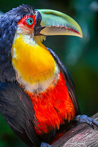马托摄影照片_巴西潘塔纳尔的五颜六色的年轻托科巨嘴鸟热带鸟