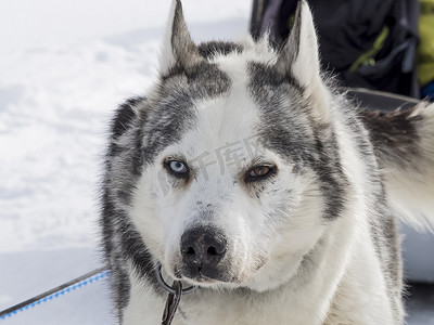黑白宠物狗摄影照片_西伯利亚哈士奇狗黑白相间，冬天有蓝色和棕色的眼睛
