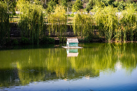 夏天池塘房子摄影照片_有反射的鸭子房子的夏天池塘