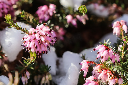 早春花园里盛开的粉红色埃里卡卡内亚花（冬季石南花）和雪。