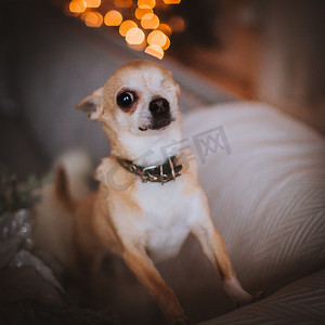 星星眼摄影照片_无眼的吉娃娃狗在节日装饰的房间里，有圣诞树。