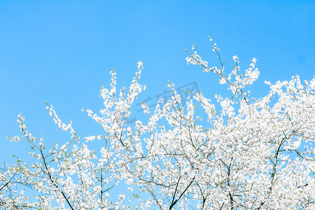 樱花和蓝天，白花作为自然背景