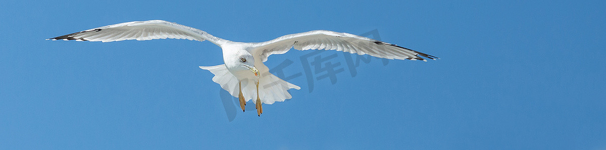 展翅翱翔的鸟摄影照片_海鸥在蓝天上展翅翱翔。