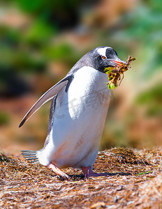 巴布亚企鹅正在努力筑巢