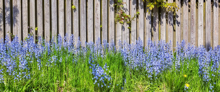 在私人后院或僻静的家庭花园的绿色茎上生长和开花的常见蓝铃花的景观。