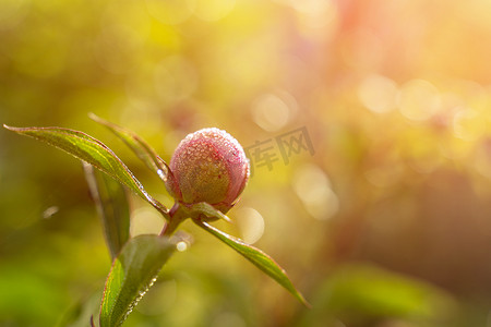 紫粉色牡丹花蕾在阳光下以心形花瓣打开，花蕾和叶子上有露珠。
