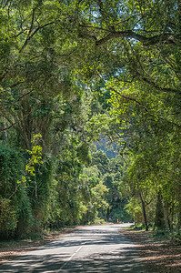 马路线摄影照片_齐齐卡马森林中的道路