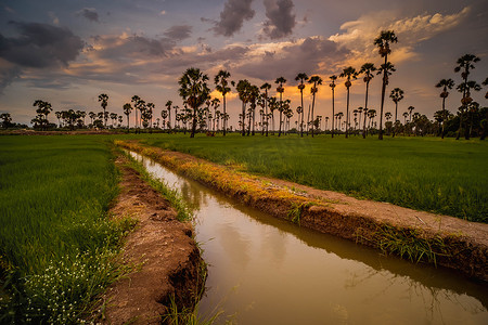 充满活力的景观在风景秀丽的色彩缤纷的天空下，日落时分在稻田和糖棕榈树上。