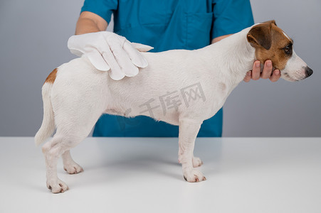 兽医用一次性湿手套清洗杰克罗素梗犬。
