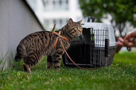 室外绿草地上的笼子里，主人用皮带牵着一只灰色条纹的猫。