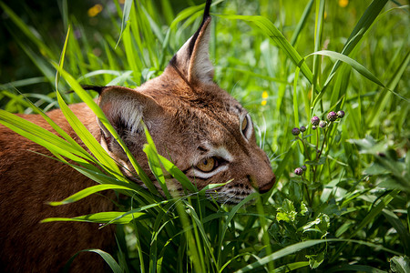 可爱的欧亚山猫，夏田的肖像