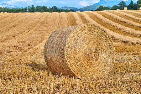 收获小麦、黑麦或大麦后，圆形干草捆在农业牧场和谷物庄园滚动。