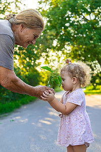 孩子和奶奶正在植树。