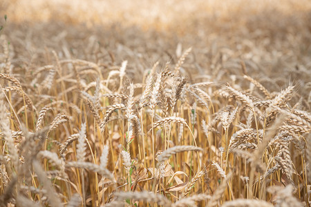 粮食危机摄影照片_成熟的小麦耳朵在夏天日落的阳光下，特写宏观。金色大麦田。麦田。