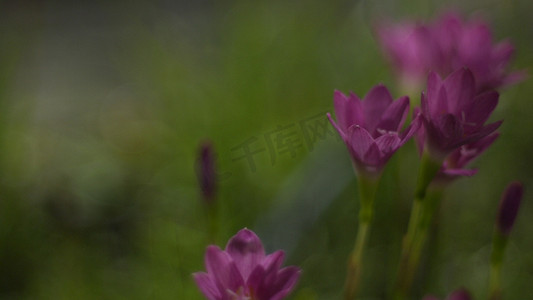 粉红色 Zephyranthes 百合的选择性焦点。粉红色雨百合春天的花朵在模糊的自然散景背景上。
