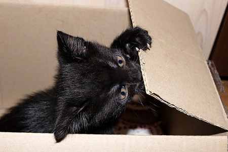 小黑猫摄影照片_啃盒子的小黑猫