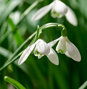 在偏远的田野里，在绿色复制空间背景下生长的白色常见雪花莲花朵的特写。 