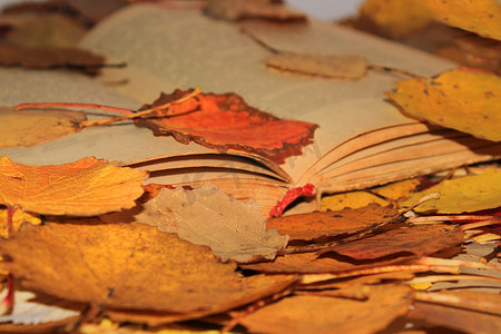 一本打开的旧书躺在落秋叶中的公园里