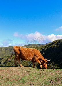 金色母牛摄影照片_母牛在山边的草地上吃草，葡萄牙马德拉。