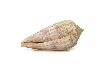 conus tessulatus 的图像，俗称镶嵌圆锥，是海蜗牛的一种，是 Conidae 科的一种海洋腹足类软体动物。