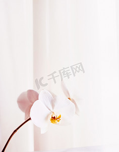 盛开的粉色兰花、抽象的花卉艺术背景和自然界中的花朵，用于婚礼请柬和奢华美容品牌假日设计