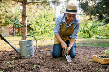 女农民用花园铲，在松散的肥沃土地上挖洞，在露天田里种植蔬菜