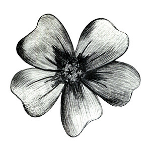 手绘叶黑白摄影照片_黑色和白色手绘万寿菊花在白色背景下分离。