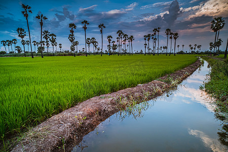 春天稻田摄影照片_风景在风景秀丽的五颜六色的天空下的风景在稻田和糖棕榈树的日落。