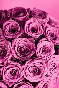 七夕礼物摄影照片_豪华紫玫瑰花束，鲜花盛开，作为花卉假日背景