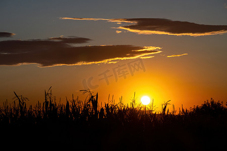 日落、自然背景、西班牙乡村时，田野上阳光明媚的干小穗