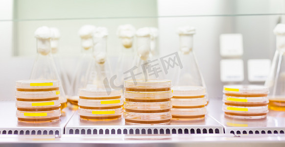 培养皿中 LB 琼脂培养基和层流锥形瓶中的细胞培养样品。