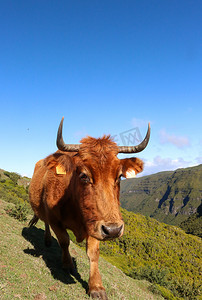 金色母牛摄影照片_沿着葡萄牙马德拉的一座山的边缘行走的金棕色母牛。