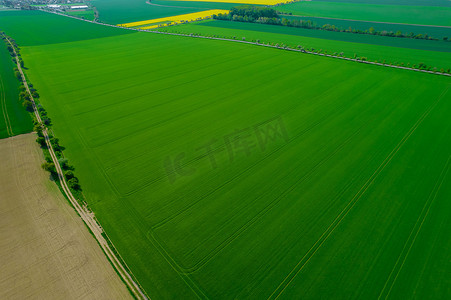 绿色小麦和油菜籽黄色田野的全景顶视图。