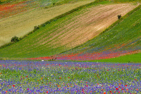 伊宁恰西草原摄影照片_诺尔恰堡 (CASTELLUCCIO DI NORCIA) 及其开花