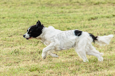 Landseer 狗在田野上奔跑和追逐诱饵