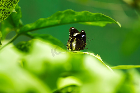 昆虫叶子摄影照片_叶子上的蝴蝶，热带雨林中的宏观昆虫生活。