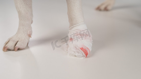 狗受伤摄影照片_白色背景上包扎狗爪的特写镜头。