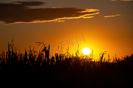 在日落、选择性聚焦、自然背景下，田野上阳光明媚的干小穗。