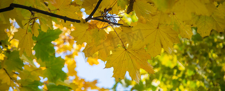秋季背景与金色枫叶，有选择的焦点
