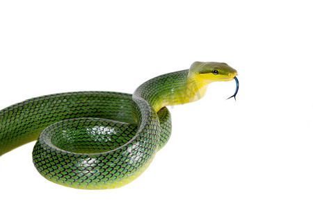 尖头的摄影照片_白色背景上的红尾绿鼠蛇