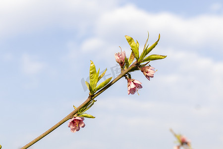春天桃树开花