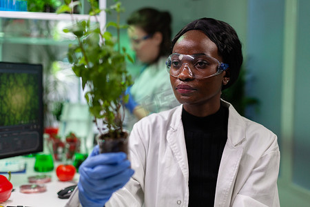 拿着基因上修改过的树苗的非裔美国人的生物化学家研究员