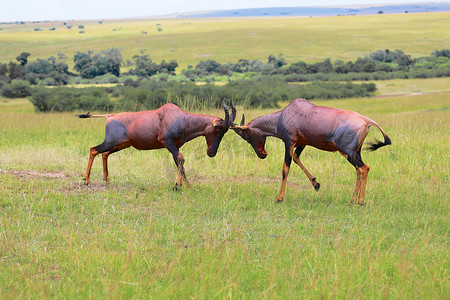 两只狷羚在马赛马拉国家公园打架