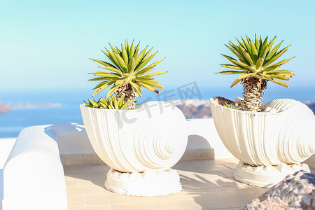 圣托里尼岛上有植物希腊岛屿场景的大型陶瓷