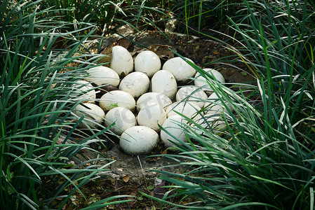 在绿草顶视图的鸵鸟蛋