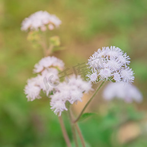 农业鸡摄影照片_越南春天盛开的 Ageratum conyzoides 灌木切花