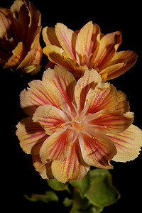 花开花特写现代植物背景刘易斯子叶科 montiaceae 大尺寸高品质印刷家居装饰