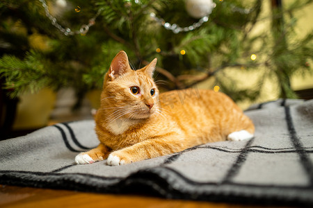 地毯花纹摄影照片_快乐的姜猫坐在圣诞树下的格子上，在新年前夜装饰节日。