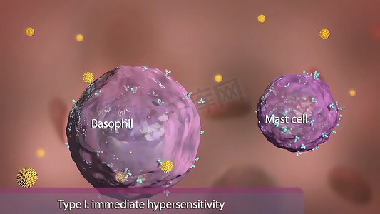 流感病毒摄影照片_免疫系统中的嗜碱性粒细胞和肥大细胞